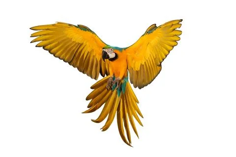 Parrot Stock Photos