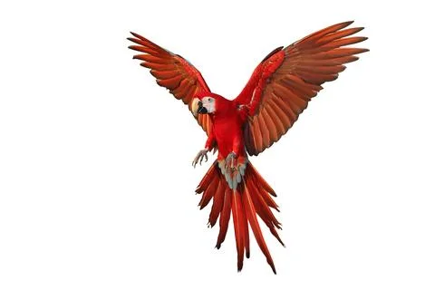 Parrot Foto stock