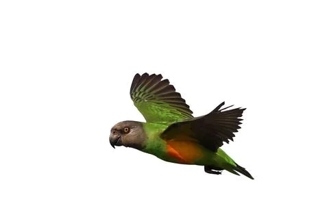 Parrot Stock Photos