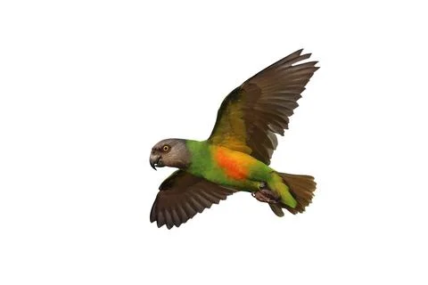 Parrot Foto stock