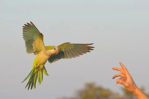 Parrot Stock Photos