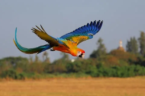 Parrot Foto stock