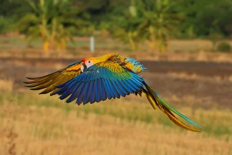 Parrot 스톡 사진
