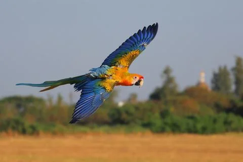 Parrot Stock Photos