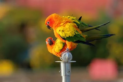 Parrot Foto stock