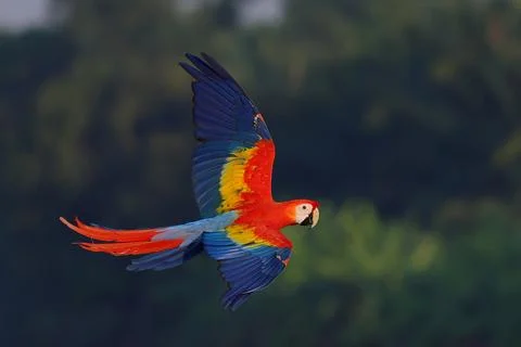 Parrot Stock Photos