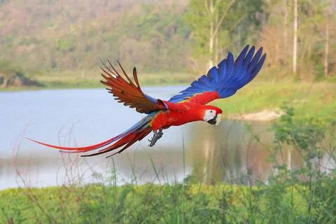 Parrot Stock Photos