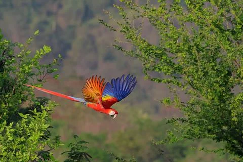 Parrot Stock Photos