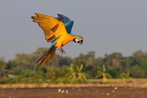 Parrot Stock Photos