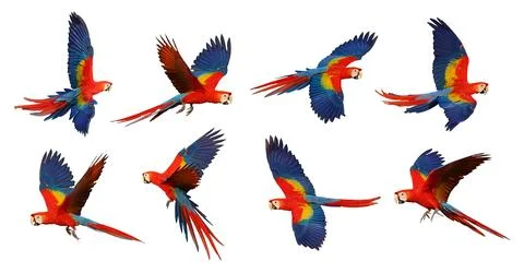 Parrot Stock Photos