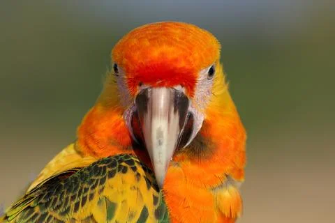Parrot Stock Photos