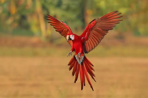 Parrot Stock Photos