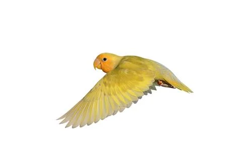 Parrot Stock Photos