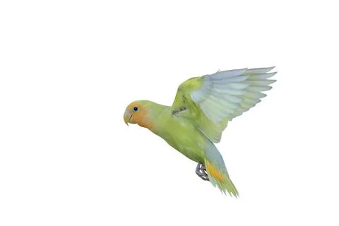 Parrot Stock Photos