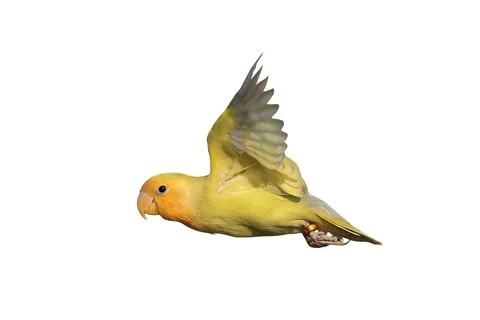 Parrot Stock Photos