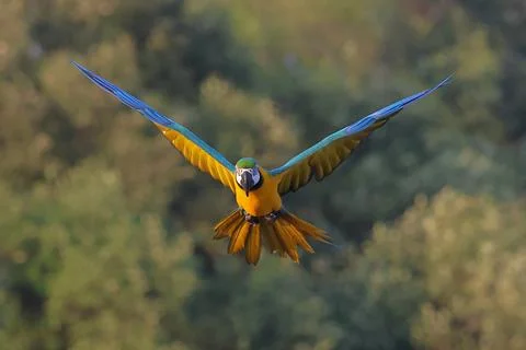 Parrot Stock Photos