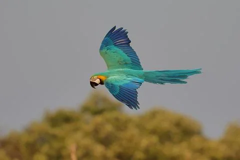 Parrot Stock Photos