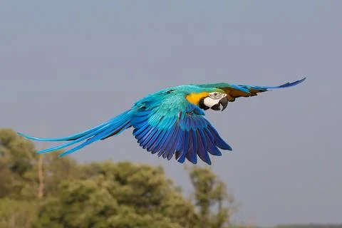 Parrot Stock Photos