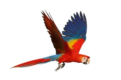 Parrot Stock Photos