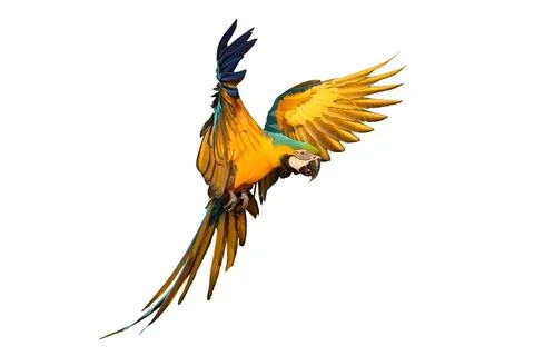Parrot 스톡 사진