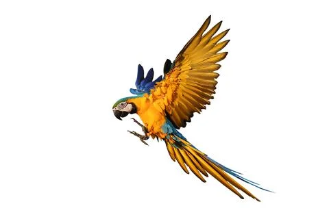 Parrot Stock Photos
