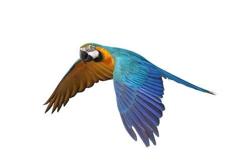 Parrot Stock Photos