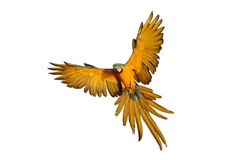 Parrot Stock Photos