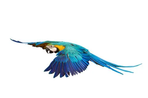 Parrot Stock Photos