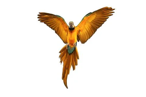 Parrot 스톡 사진