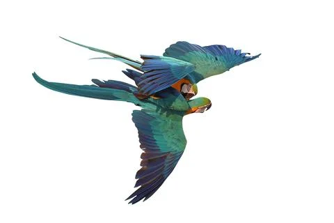Parrot Stock Photos