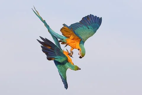 Parrot Stock Photos