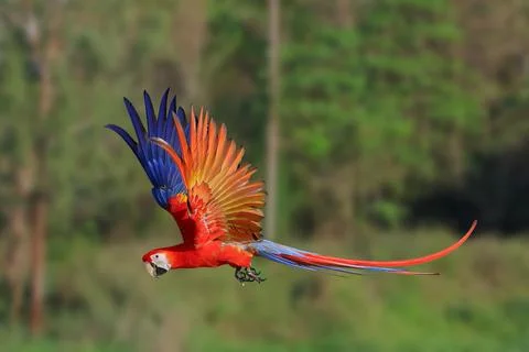 Parrot Stock Photos