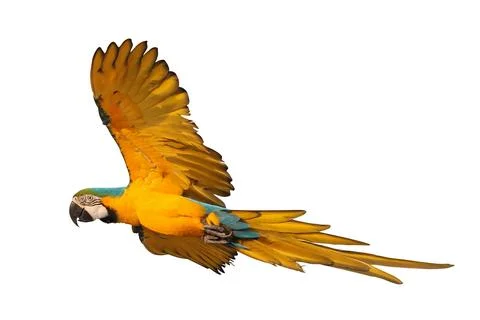 Parrot Stock Photos