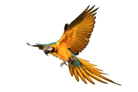 Parrot Stock Photos