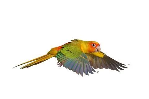 Parrot Stock Photos
