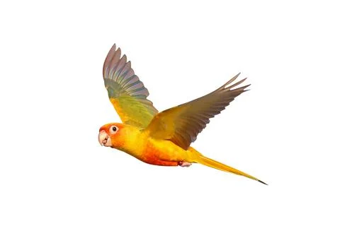 Parrot Stock Photos