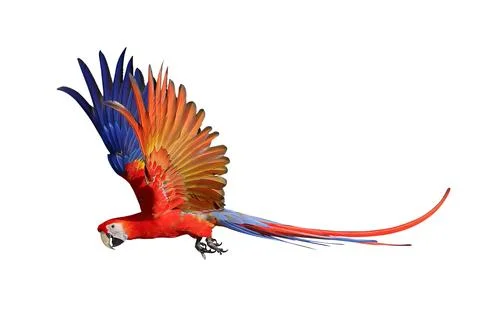 Parrot 스톡 사진