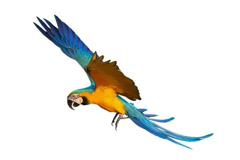 Parrot Stock Photos