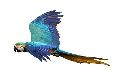 Parrot Stock Photos