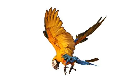 Parrot Foto stock