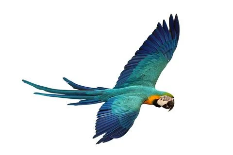 Parrot Stock Photos