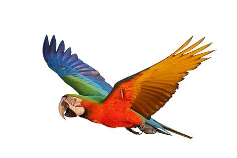 Parrot 스톡 사진