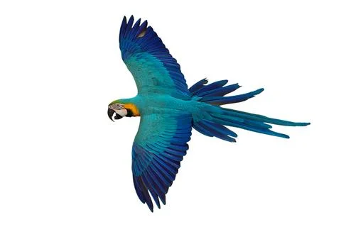 Parrot Stock Photos