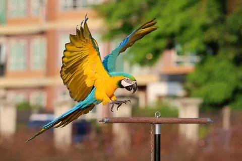 Parrot Stock-Fotos