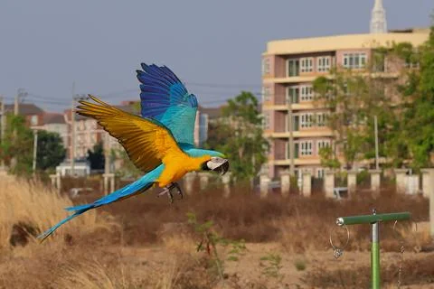 Parrot Foto stock