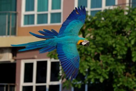 Parrot Stock Photos