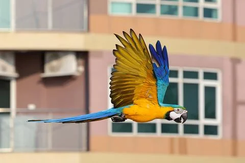 Parrot Stock Photos
