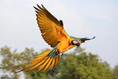 Parrot Stock Photos
