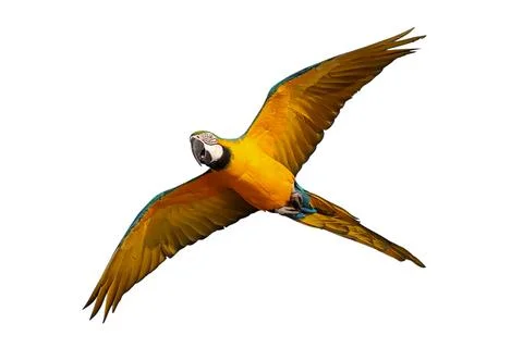 Parrot Stock Photos