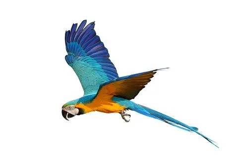 Parrot Stock Photos